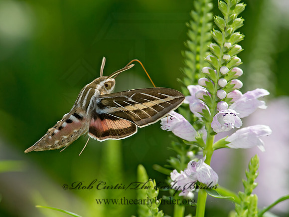Hyles lineata  WHITE-LINED SPHINX 9014127 z
