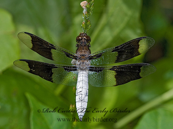 Libellula lydia COMMON WHITETAIL 6009956 M
