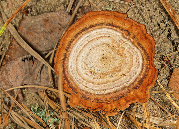 Coltricia perennis  HYMENOCHAETACEAE FUNGUS 243816z