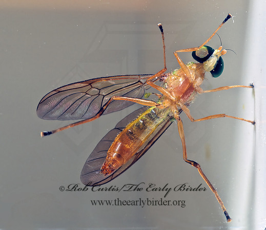 Ptecticus trivittatus  SOLDIER FLY 78128z