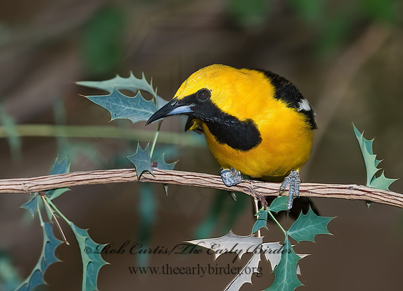 Icterus cucullatus  HOODED ORIOLE 6025493z