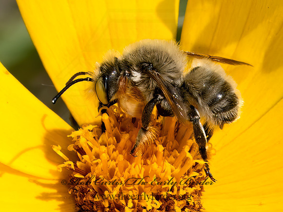 Megachile latimanus  BROAD-HANDED LEAFCUTTER 9079706z