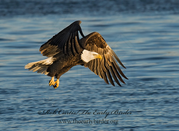 Haliaeetus leucocephalus  BALD EAGLE 8009836z