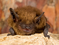Eptesicus fuscus BIG BROWN BAT 8017108z