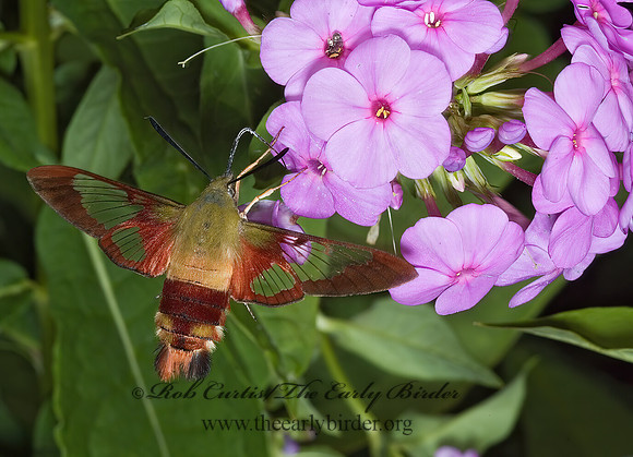 Hemaris thysbe  HUMMINGBIRD CLEARWING MOTH 5012199z