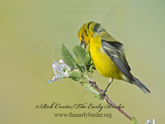Vermivora cyanoptera  BLUE-WINGED WARBLER 9029655z