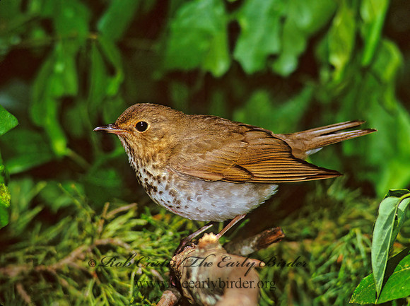 Catharus ustulatus  SWAINSON'S THRUSH 166317z