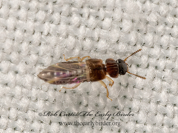 Anotylus  SPINY-LEGGED ROVE BEETLE 3022760z