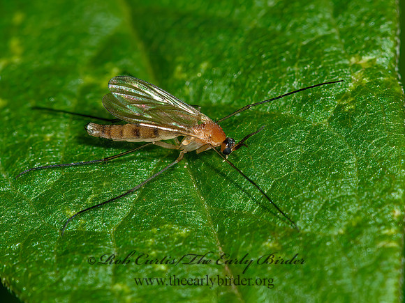 Orfeliini  PREDATORY FUNGUS GNAT 3014163z