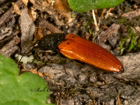 Ampedus sanguinipennis  CLICK BEETLE 9079857z