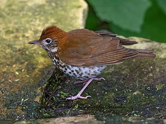 Hylocichla mustelina  WOOD THRUSH 3030508z