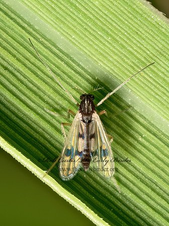 Polypedilum scalaenum  CHIRONOMINI MIDGE 9079558z