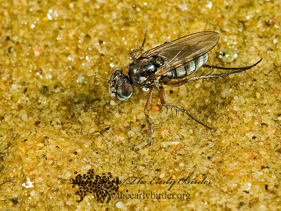 Pelastoneurus vagans  LONGLEGGED FLY  5014398z