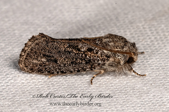 Acrolophus  TUBEWORM MOTH 3038054z