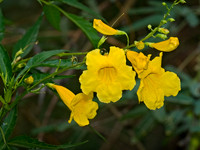 Tecoma stans augustata  YELLOW TRUMPETBUSH 6025383z