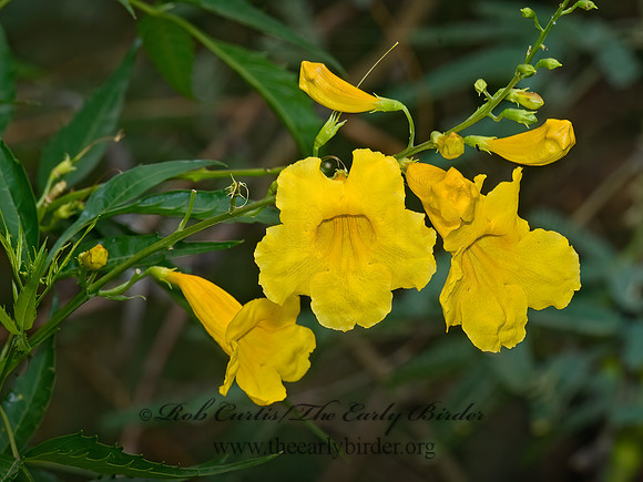 Tecoma stans augustata  YELLOW TRUMPETBUSH 6025383z