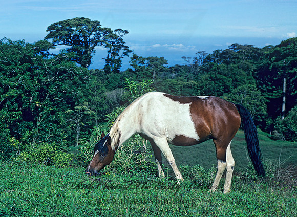 Equus caballus  HORSE 203207z