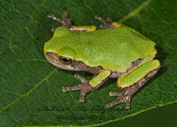 Dryphytes versicolor  GRAY TREEFROG 8007609 z