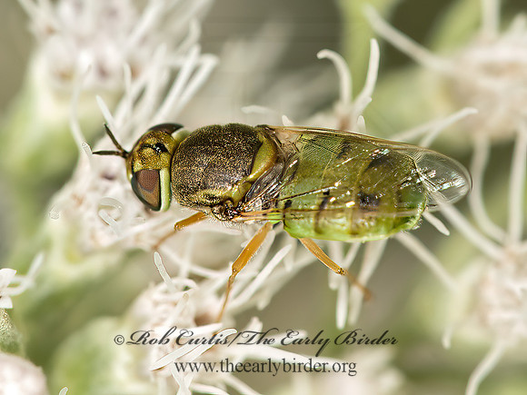 Hedriodiscus vertebratus  SOLDIER FLY 9050545z