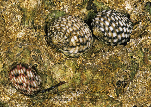 Nerita versicolor NERITID SNAIL 248520z