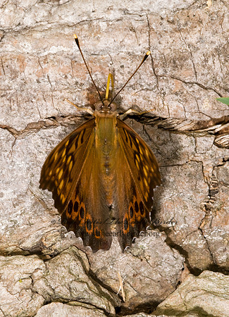 Asterocampa clyton  TAWNY EMPEROR 8005918z