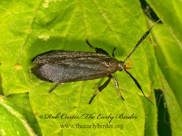 Dichomeris nonstrigella  TWIRLER  MOTH 9078588z