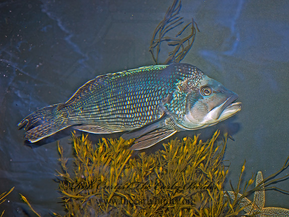Centropristis striata  BLACK SEA BASS 9031450z
