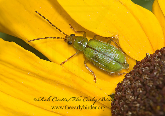Diabrotica barberi NORTHERN CORN ROOTWORM  BEETLE 5012643z