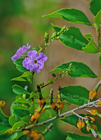 Duranta erecta  GOLDEN DEWDROPS 260619z