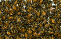 Apis mellifera WESTERN HONEYBEE 5012477z