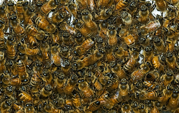 Apis mellifera  WESTERN HONEYBEE 5012477z