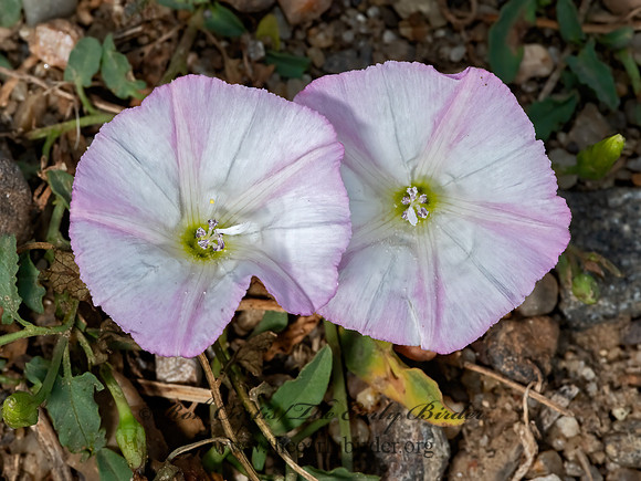 Calystegia sepium  HEDGE BINDWEED 3023525z