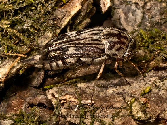 Tomoxia lineella  TUMBLING FLOWER BEETLE 9079867z