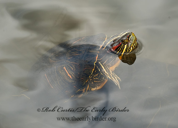 Trachemys scripta elegans  RED EARED SLIDER  8025304z