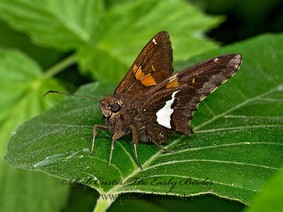 Epargyreus clarus  SILVER-SPOTTED SKIPPER 9078733z