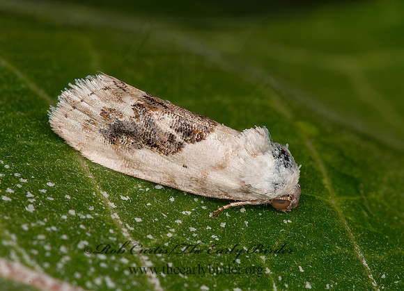 Ponometia erastrioides  SMALL BIRD DROPPING MOTH 3015932z