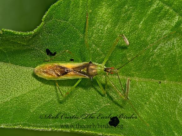 Zelus luridus  ASSASSIN BUG 9079152z