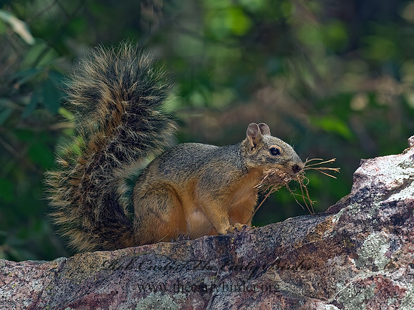 Sciurus nayaritensis  MEXICAN FOX SQUIRREL 6026861z