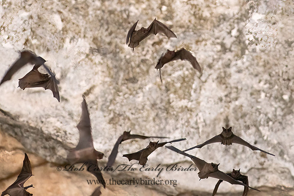 Tadarida brasiliensis  MEXICAN FREE-TAILED BAT 6041019z