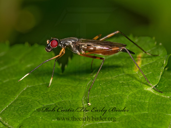 Rainieria antennaepes  STILT-LEGGED FLY 9079383z
