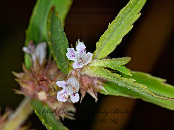 Dracocephalum parviflorum  AMERICAN DRAGONHEAD 6015202z