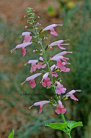 Salvia coccinea  TROPICAL SAGE 263226z