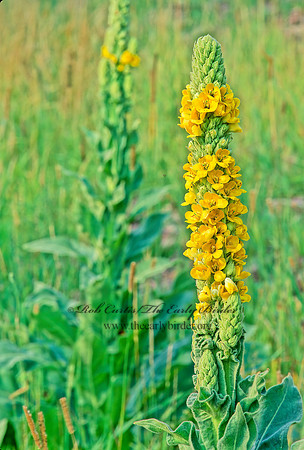 Verbascum thapsis  COMMON MULLEIN 211727z