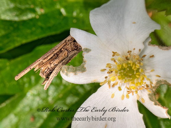 Psyche casta  COMMON BAGWORM MOTH 9079749z