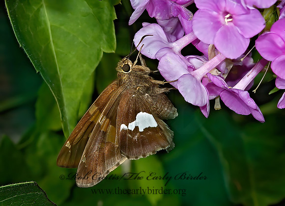 Epargyreus clarus  SILVER SPOTTED SKIPPER 5012043z