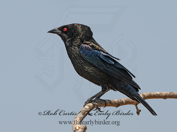 Molothrus aeneus  BRONZED COWBIRD 3034698z