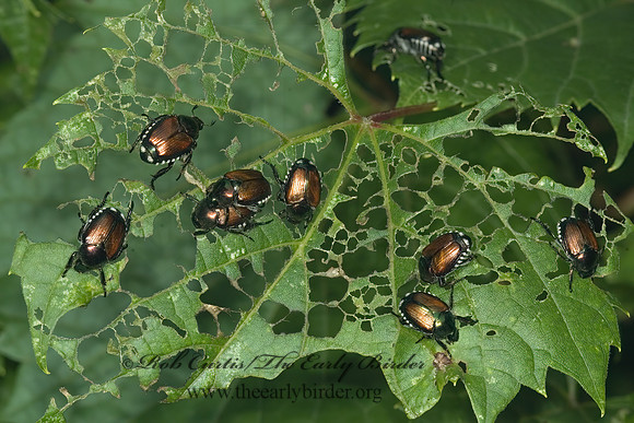 Popillia japonica 5013333z