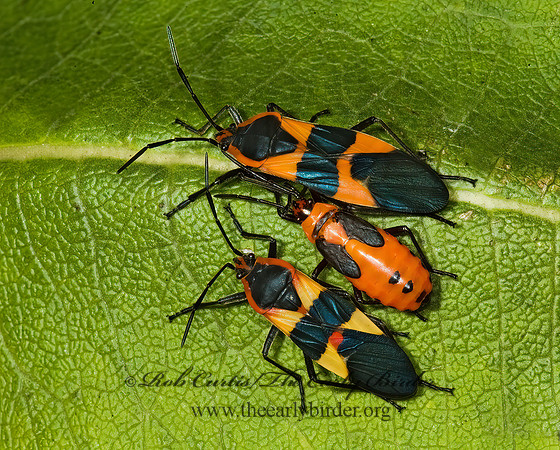 Oncopeltus fasciatus  LARGE MILKWEED BUG 5015977z