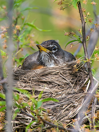 Turdus migratorius  AMERICAN ROBIN 9045942z