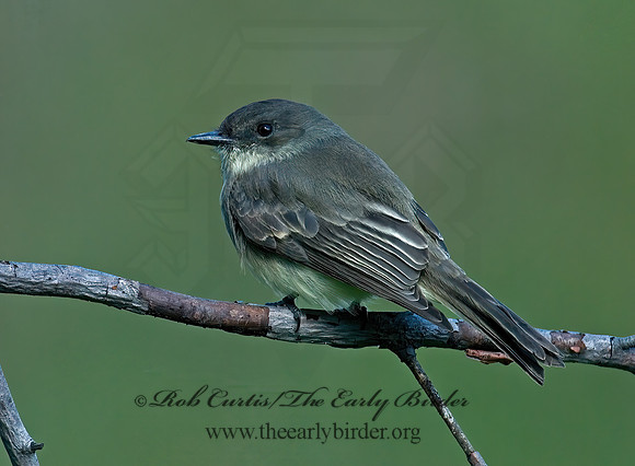 Sayornis phoebe  EASTERN PHOEBE 6017338z